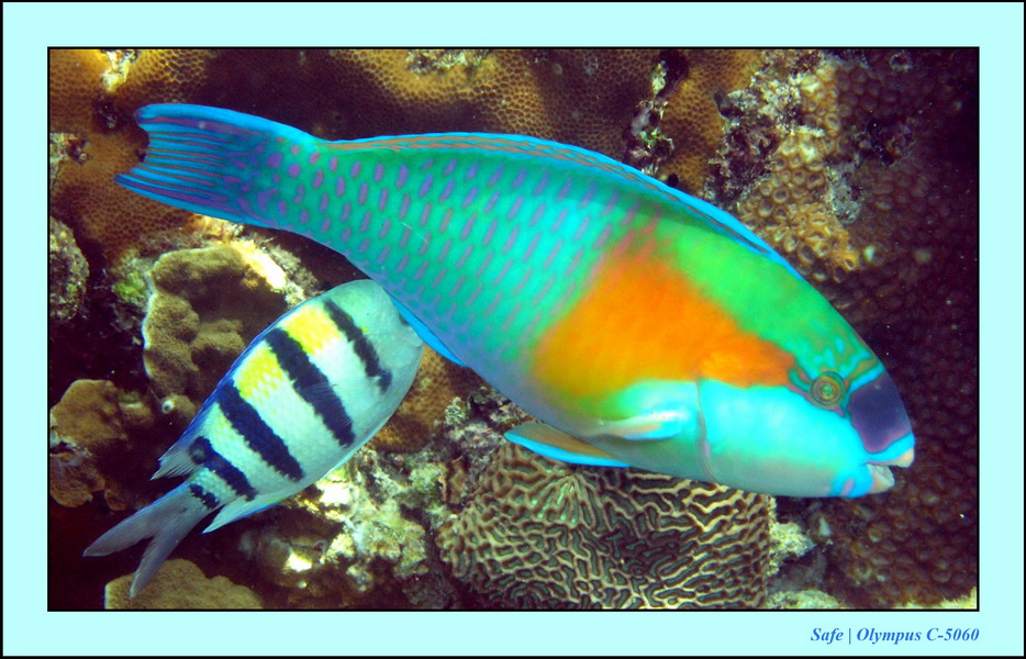 2005 - 08 - Redang  - 097.JPG